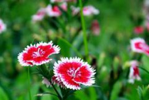 ţƤѢǿ